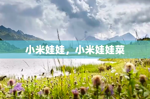 小米娃娃，小米娃娃菜
